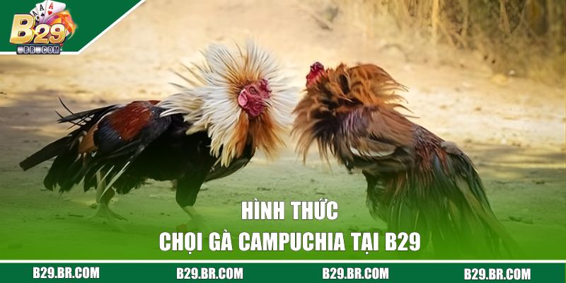 Đá Gà Campuchia - Đặt Cược Đơn Giản, Nhận Thưởng Dễ Dàng 3 Hình thức chọi gà Campuchia tại B29
