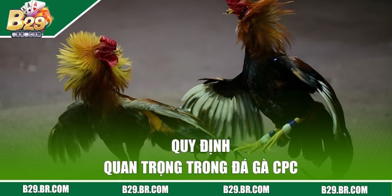 Đá Gà Campuchia - Đặt Cược Đơn Giản, Nhận Thưởng Dễ Dàng 2 Quy định quan trọng trong đá gà CPC